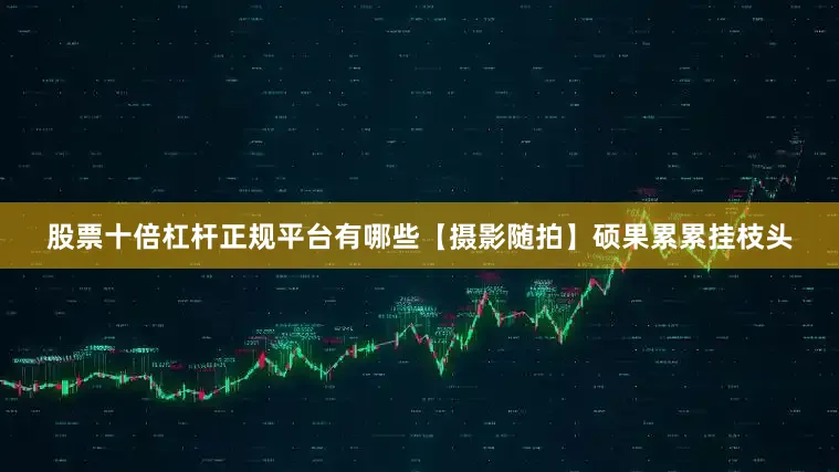 股票十倍杠杆正规平台有哪些【摄影随拍】硕果累累挂枝头